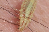 Larve stade 3 de Chrysope (Neuroptre - Chrysopidae - Chrysoperla sp.)
